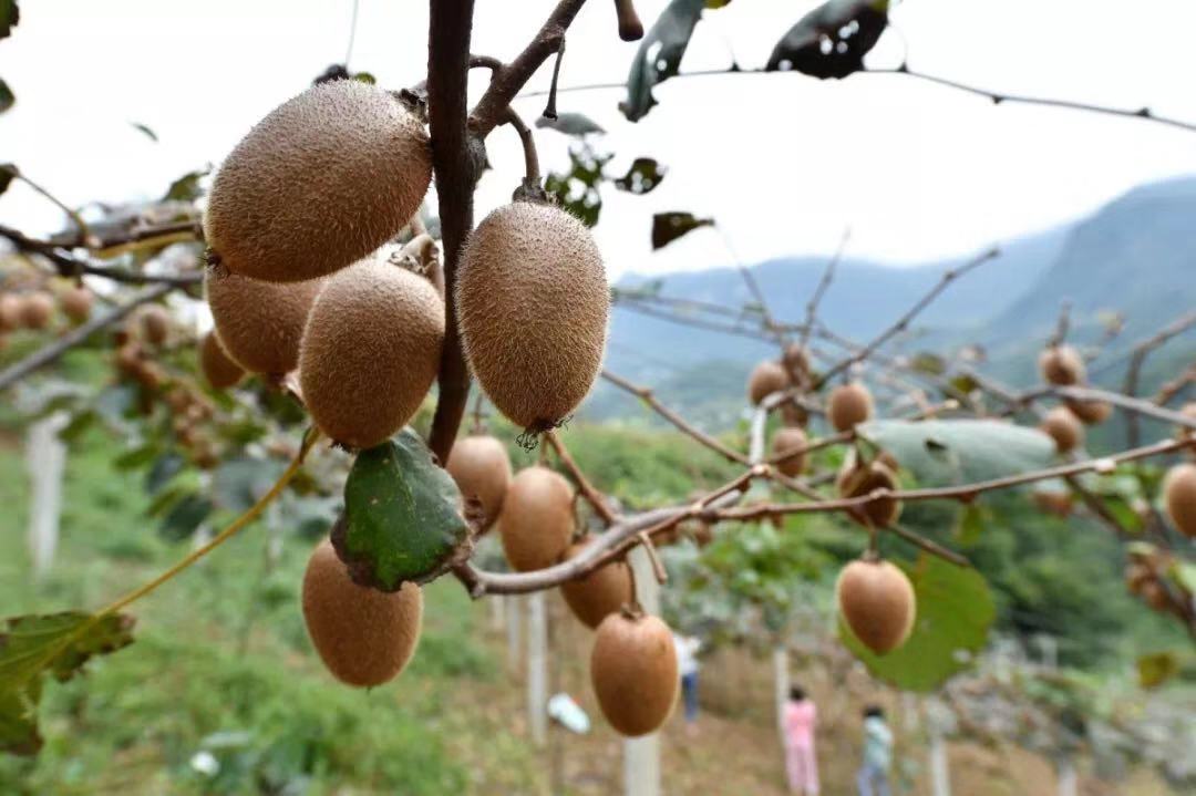 保康这个村的猕猴桃熟了，想吃的速速打卡……
