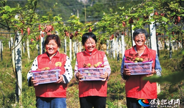 猕猴桃成农民“增收果”