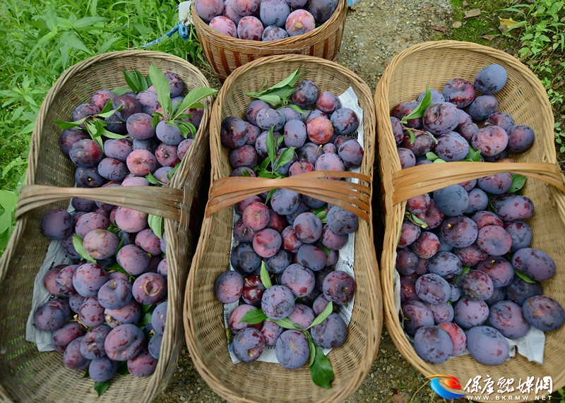 城关镇陈家河李子熟啦