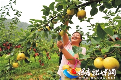 黄金梨飘香致富路