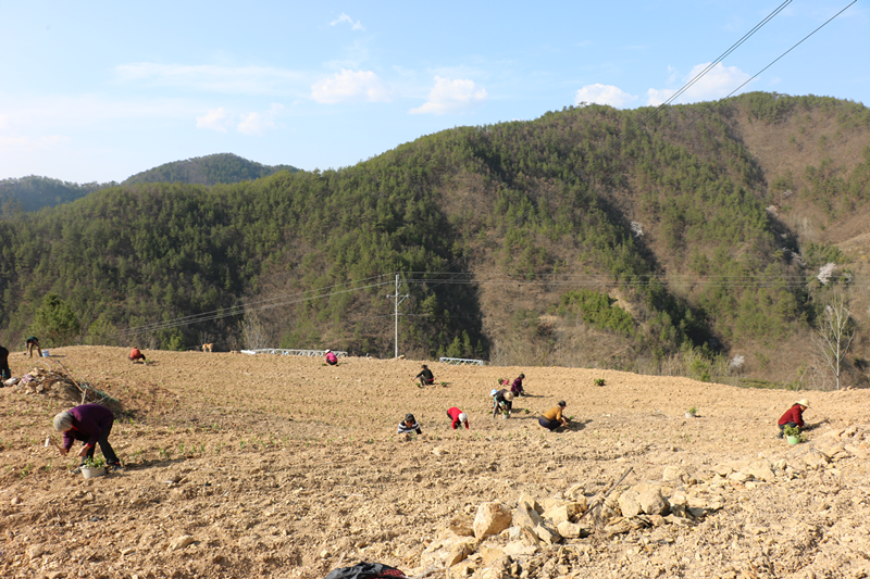 朝元山下种茶忙