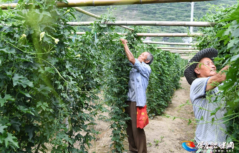 两峪乡胡家台村： 药材地里的财富经