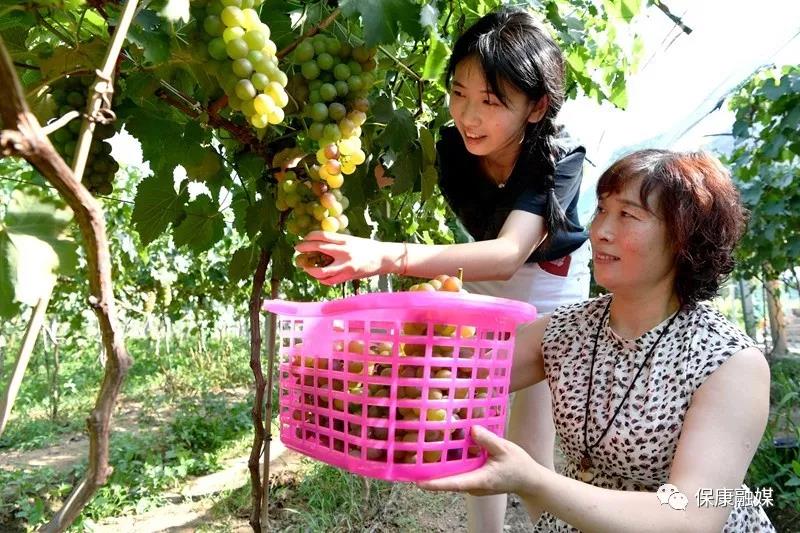 马良这个村的葡萄成熟啦