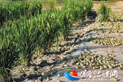 稻蛙共生  绿色增收