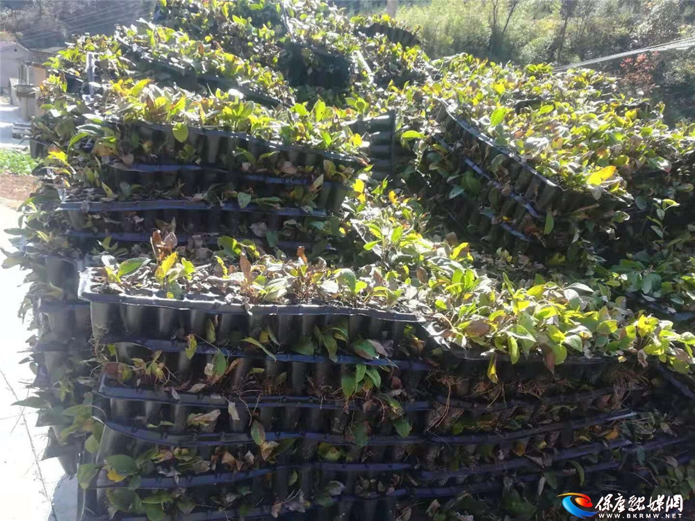 马桥镇董家沟村高海拔苍术育苗大丰收