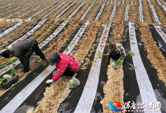 马桥镇林川村加快恢复生产秩序