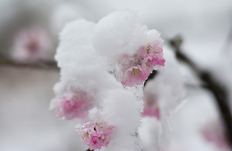 白雪春花醉官山