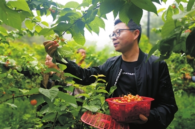 引种樱桃树 果熟乡村兴