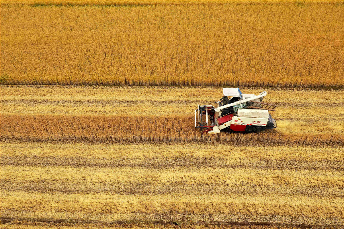 麦穗金黄迎丰收