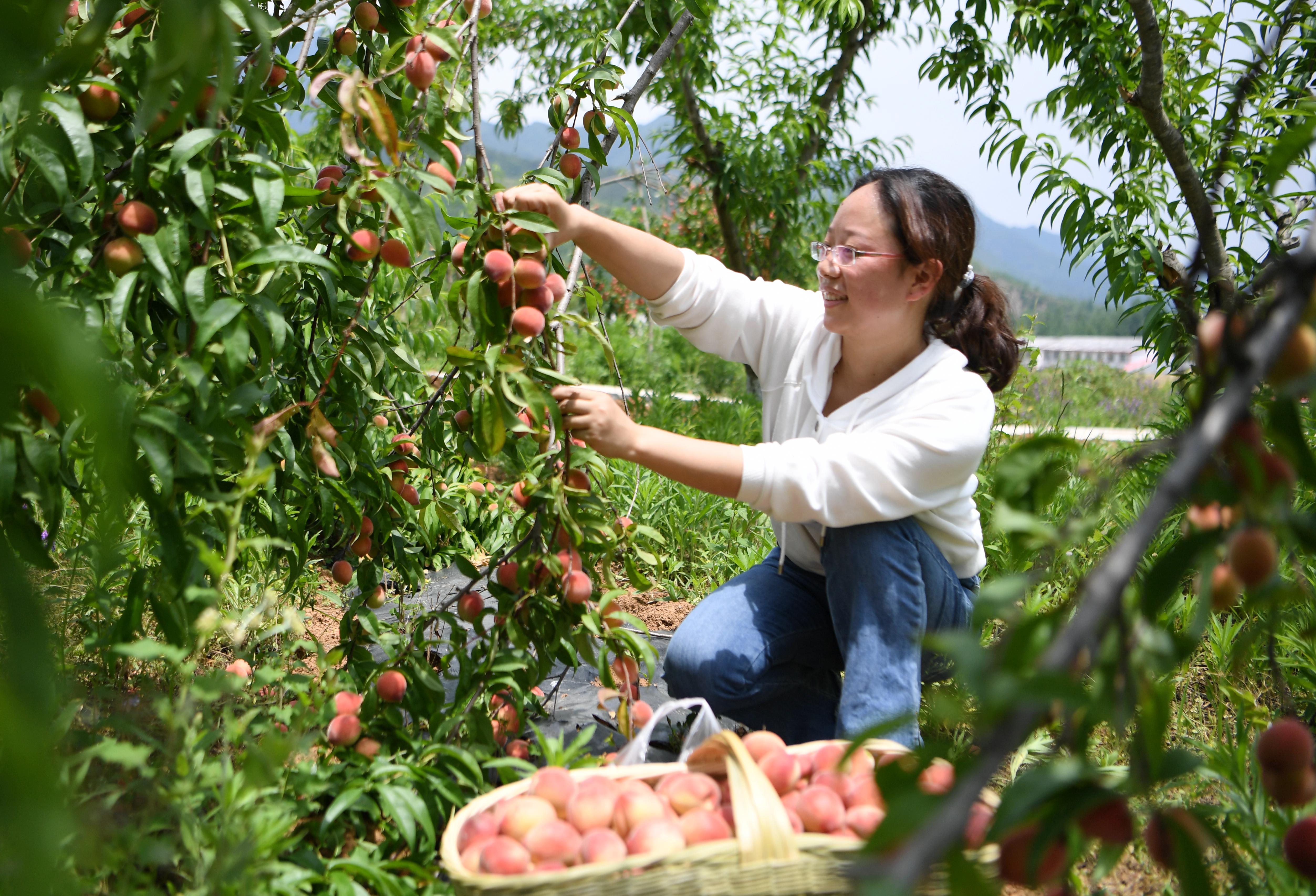蜜桃丰收农家乐