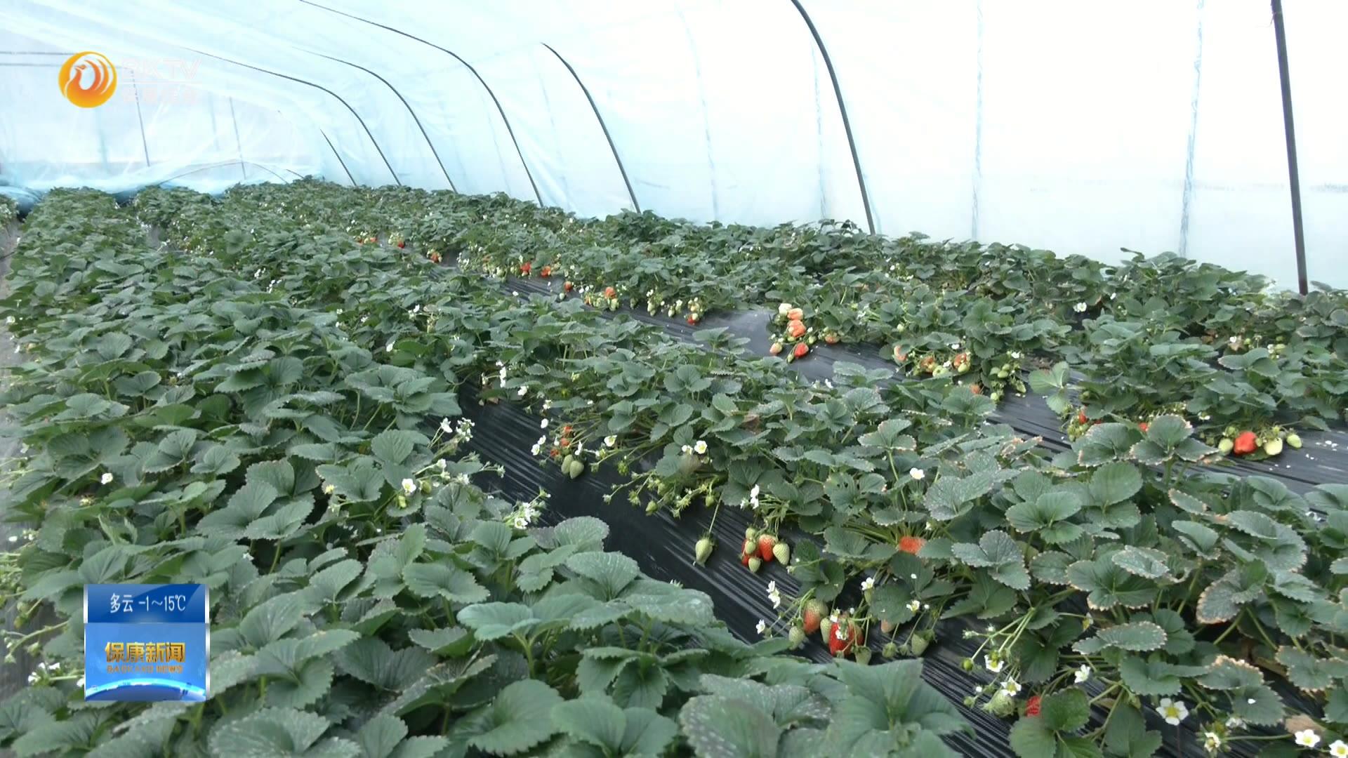 寺坪镇庹家坪村：发展设施农业 “钱景”无限光明