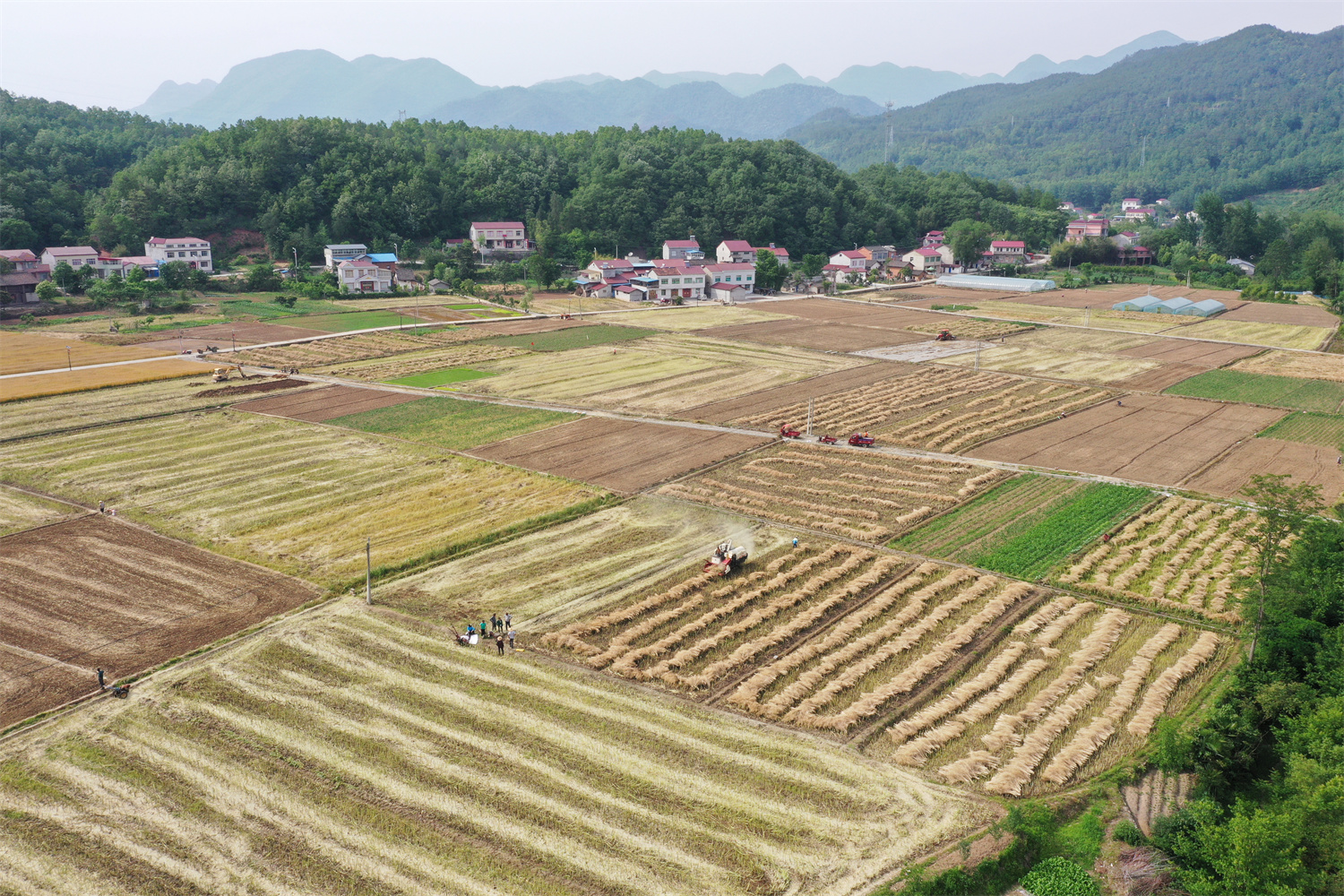 【新时代 新征程 新伟业】保康：夏收夏种正当时  打赢丰产丰收战