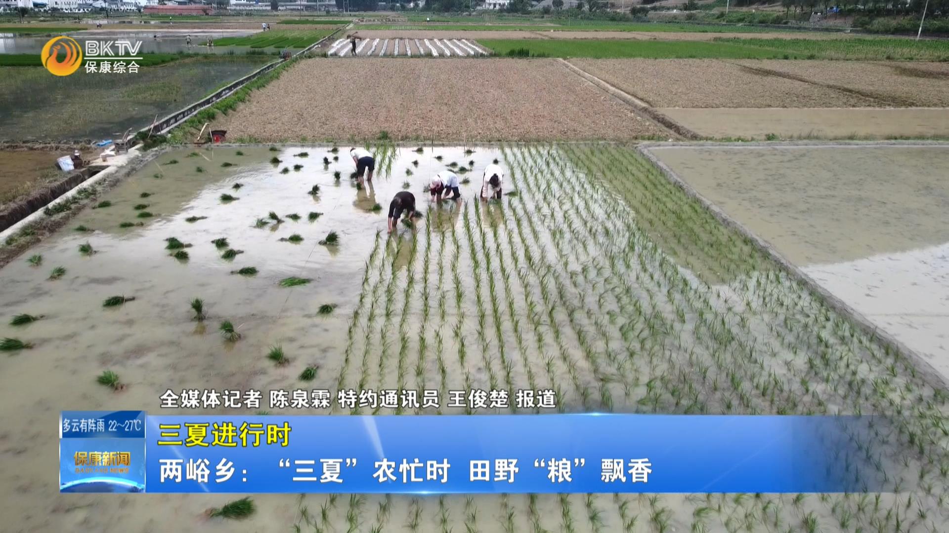 【三夏进行时】两峪乡：“三夏”农忙时  田野“粮”飘香