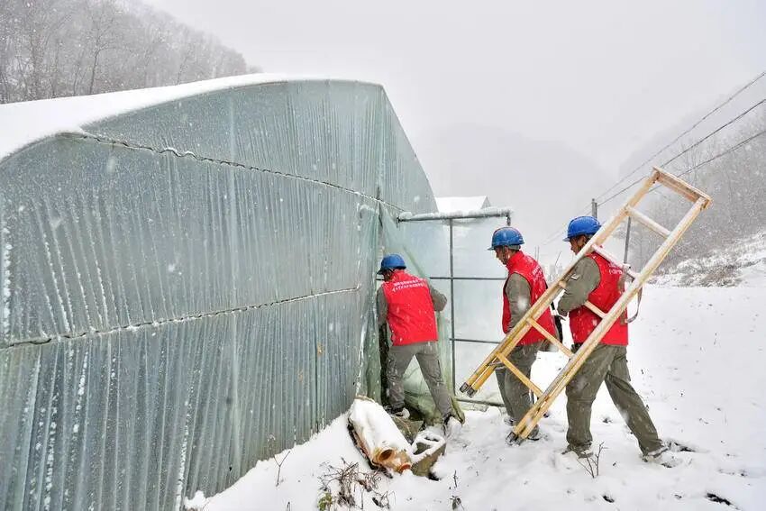 暖心守护“菜篮子”！保康多部门齐上阵，为高山蔬菜撑起“抗寒伞”
