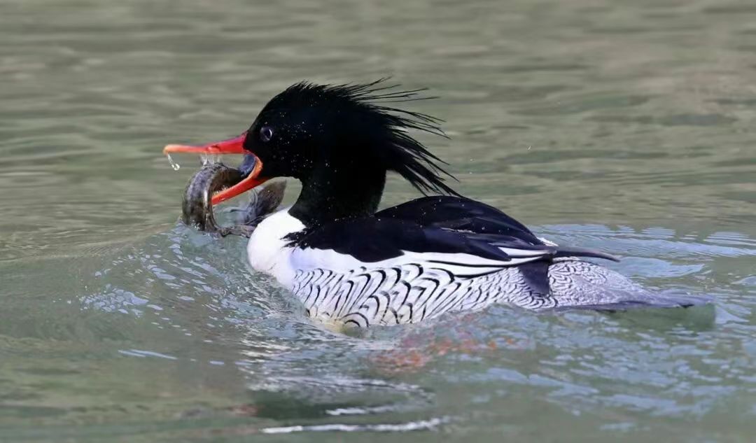乡村发现 | 汾清河畔“祥云”飞！保康鸟类再添珍贵物种