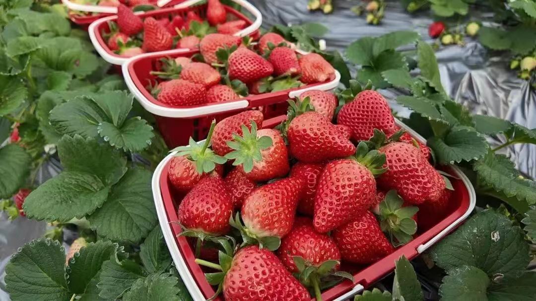 楚源保康好“丰”景丨保康城郊藏着 “甜蜜暴击”！这个冬天，小沟村为你献上第一口鲜……