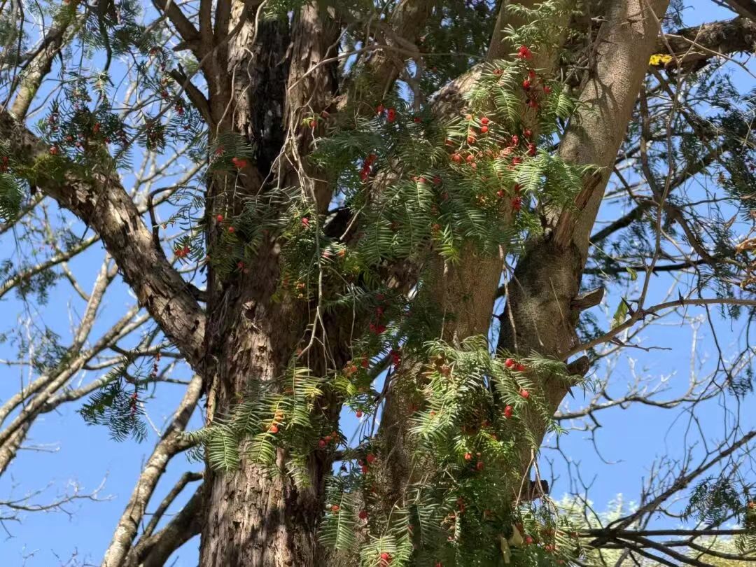 乡村发现丨一树红果映初冬！千年红豆杉扎根农家，成乡村生态“活名片”