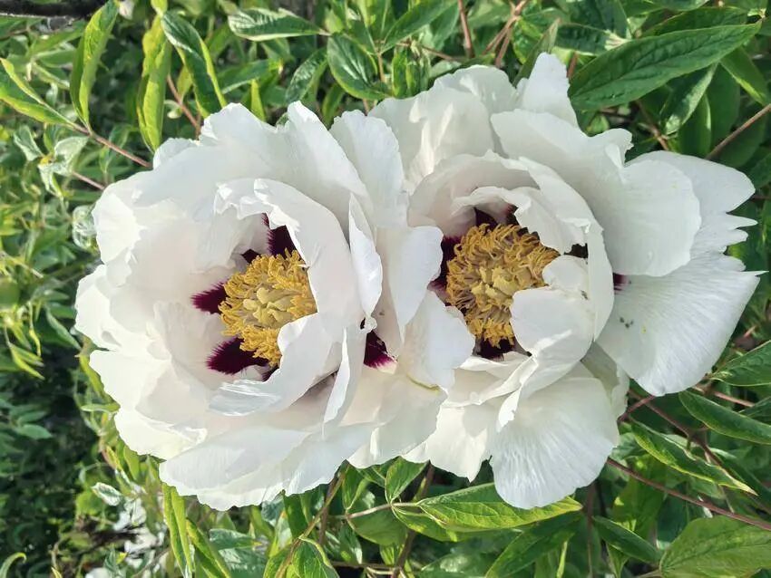 花漾保康丨林间藏国色，芳菲醉游人！“牡丹故里”邀您来打卡