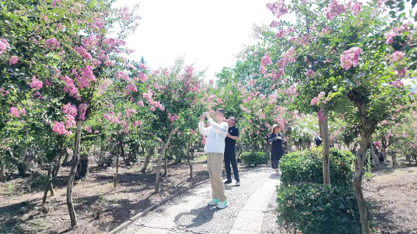 “夏”一站 “趣”保康丨繁花绽放，美不胜收！保康二万亩紫薇迎游客